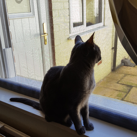 Window Mesh For Cats | Cat Window Screen | Cat Proofing Screens: image 2
