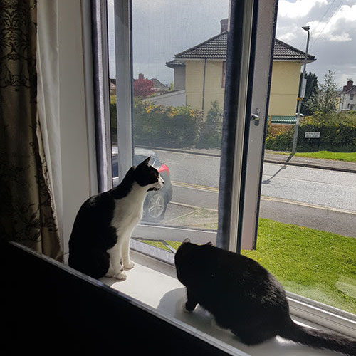 Window Mesh For Cats | Cat Window Screen | Cat Proofing Screens: image 4